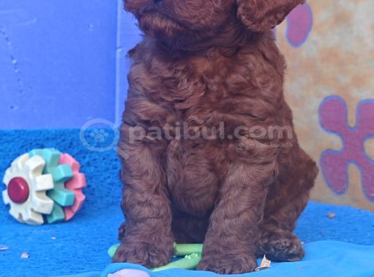 Şok Şok Fi̇yata Orji̇nal Gerçek Poodle Yavrular görsel