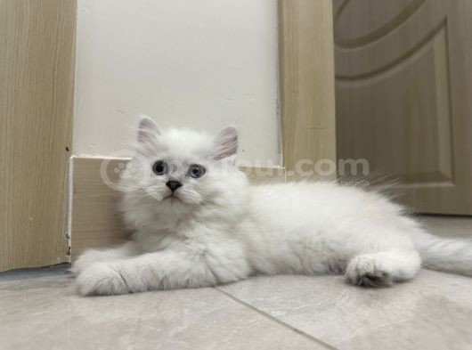 Maviş Tosun görsel