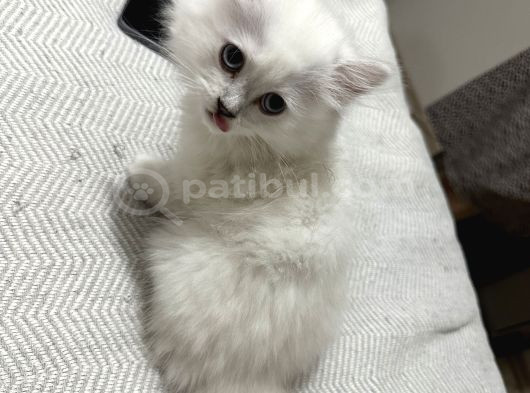 Maviş Tosun görsel