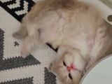 Safkan british Longhair bluegolden ay11 prensesimiz