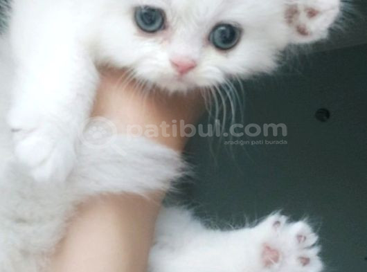 British Longhair Safkan Yavrularimiz görsel