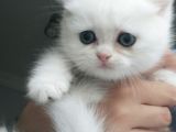British Longhair safkan yavrularimiz