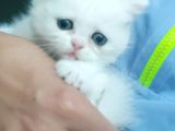 British Longhair Safkan Yavrularimiz