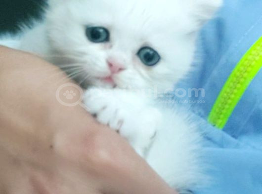 British Longhair Safkan Yavrularimiz görsel