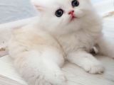 British Longhair Safkan Yavrularimiz