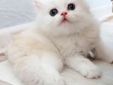 British Longhair Safkan Yavrularimiz