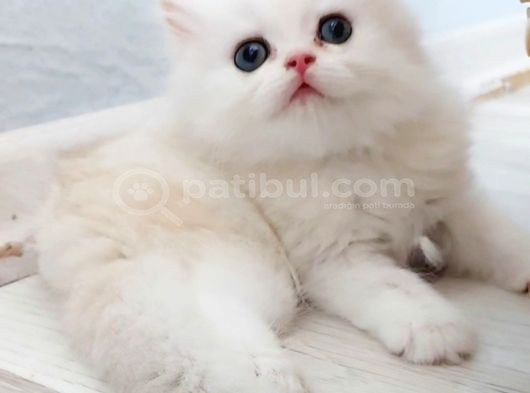 British Longhair Safkan Yavrularimiz görsel