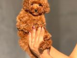 Teacup Boy Korea Kan Toypoodle Bebekler