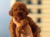 Teacup Boy Korea Kan Toypoodle Bebekler