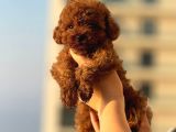 Teacup Boy Korea Kan Toypoodle Bebekler