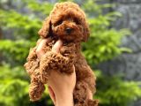 TEACUP BOY KOREA KAN TOYPOODLE BEBEKLER