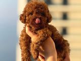 TEACUP BOY KOREA KAN TOYPOODLE BEBEKLER