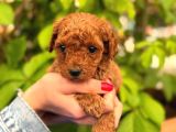 Şeker mi Şeker Irkının EN Miniği kORE POODLE yavrular
