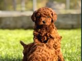 Mükemmel ırk garantili toy poodle