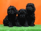 Si̇yah En Özel Toy Poodle Yavrulari