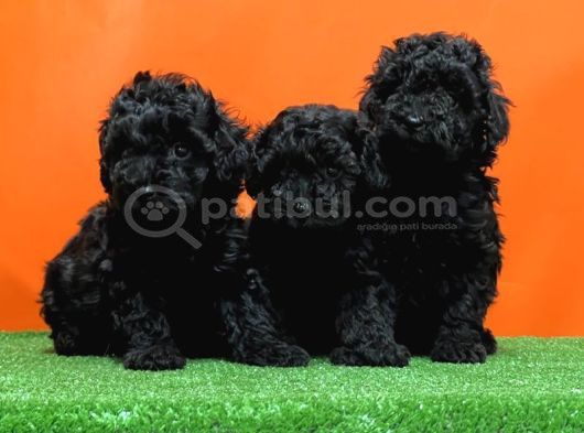 Si̇yah En Özel Toy Poodle Yavrulari görsel