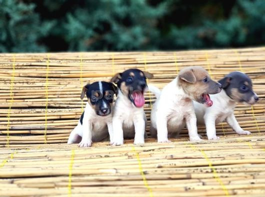 Kisa Bacak Kisa Kuyruk Jack Russel Yavrular