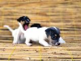 Kisa Bacak Kisa Kuyruk Jack Russel Yavrular