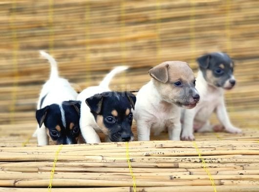 Kisa Bacak Kisa Kuyruk Jack Russel Yavrular görsel
