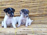 Kisa Bacak Kisa Kuyruk Jack Russel Yavrular