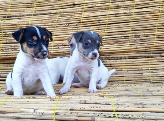 Kisa Bacak Kisa Kuyruk Jack Russel Yavrular görsel
