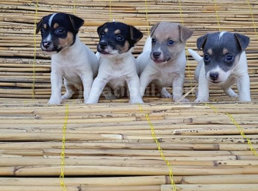 Kisa Bacak Kisa Kuyruk Jack Russel Yavrular görsel