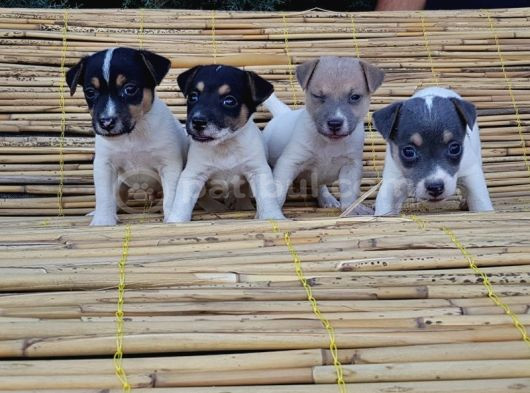 Kisa Bacak Kisa Kuyruk Jack Russel Yavrular görsel