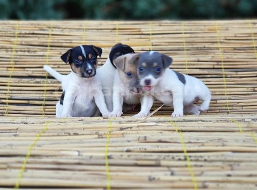 Kisa Bacak Kisa Kuyruk Jack Russel Yavrular görsel