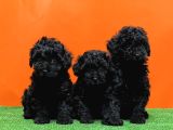 Si̇yah En Özel Toy Poodle Yavrulari