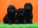 Si̇yah En Özel Toy Poodle Yavrulari