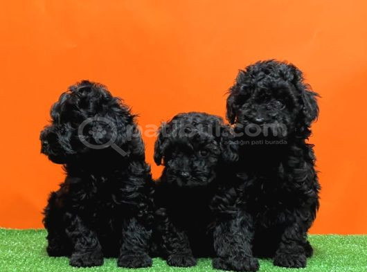Si̇yah En Özel Toy Poodle Yavrulari görsel
