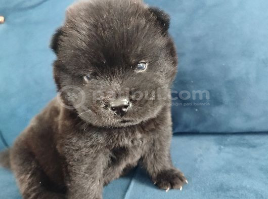 Çin Aslanı Chow Chow Yavrusu görsel