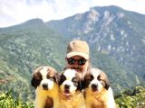 Hei̇di̇ Ni̇n Köpeği̇ Fi̇lm Yildizi Sai̇nt Bernard Yavrular