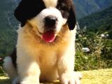 Hei̇di̇ Ni̇n Köpeği̇ Fi̇lm Yildizi Sai̇nt Bernard Yavrular