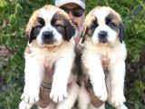 Hei̇di̇ Ni̇n Köpeği̇ Fi̇lm Yildizi Sai̇nt Bernard Yavrular