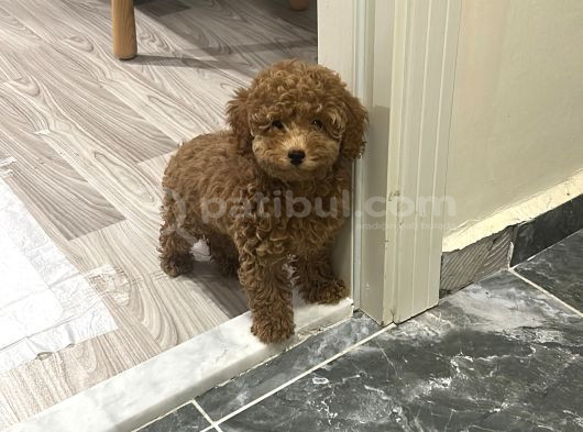 Safkan Toy Poodle 3 Aylık görsel