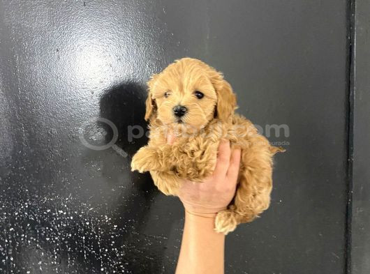 Poodle Tadında Mini Red Maltipo Bebeğim görsel