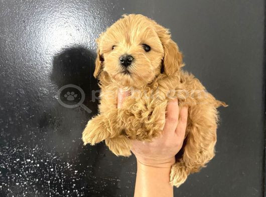 Poodle Tadında Mini Red Maltipo Bebeğim görsel