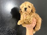 Poodle Tadında Mini Red Maltipo Bebeğim