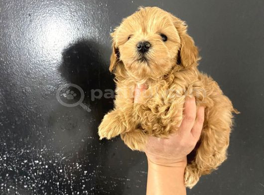 Poodle Tadında Mini Red Maltipo Bebeğim görsel