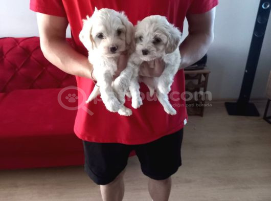 A Kalite Maltipoo Yavrularımız görsel