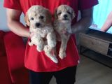 A Kalite Maltipoo Yavrularımız