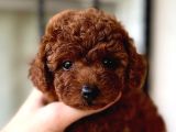 Safkan Poodle Yavruları - Sevgi Dolu Dostunuz