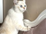 Safkan British Shorthair By1133