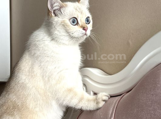 Safkan British Shorthair By1133 görsel
