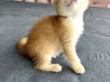 Safkan Golden Bebeklerim