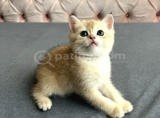 Safkan Golden Bebeklerim görsel