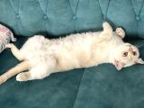 Safkan British Shorthair By1133