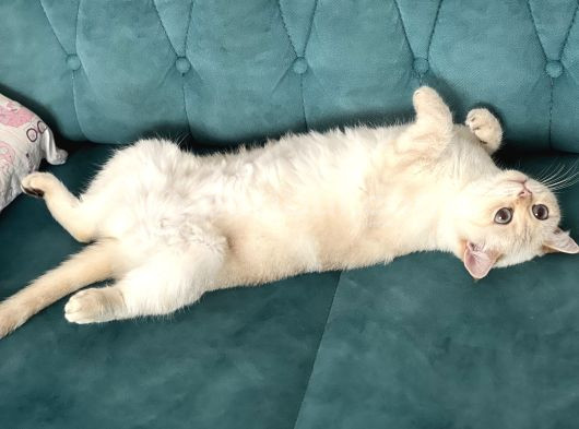 Safkan British Shorthair By1133 görsel