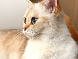 Safkan British Shorthair By1133